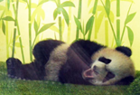 新加坡出生首只大熊猫宝宝首秀迎客