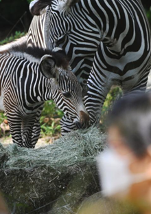 新加坡动物园的新生细纹斑马
